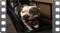 leuke hondentraining video