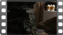 leuke hondentraining video